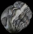 Enrolled Eldredgeops (Phacops) Trilobite - New York #50303-1